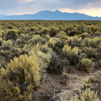 Horseshoe and Scotts Gulch BLM Allotment